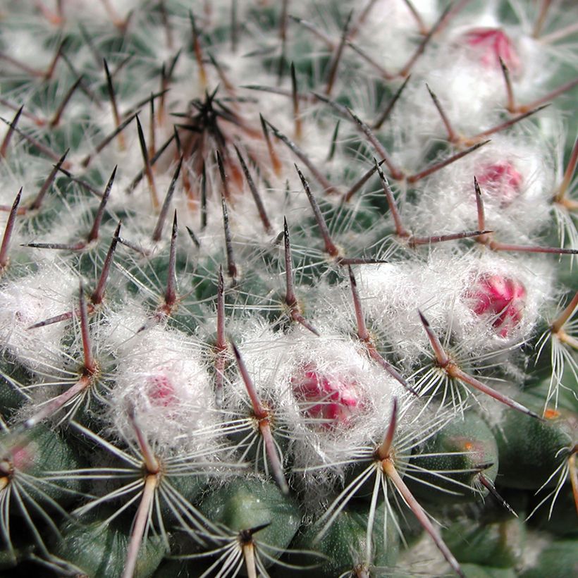 Cactus - Mammillaria compressa (Feuillage)