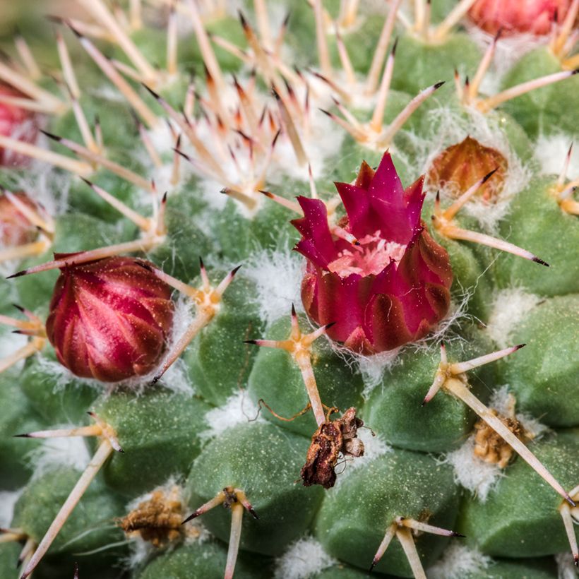 Cactus - Mammillaria compressa (Floraison)