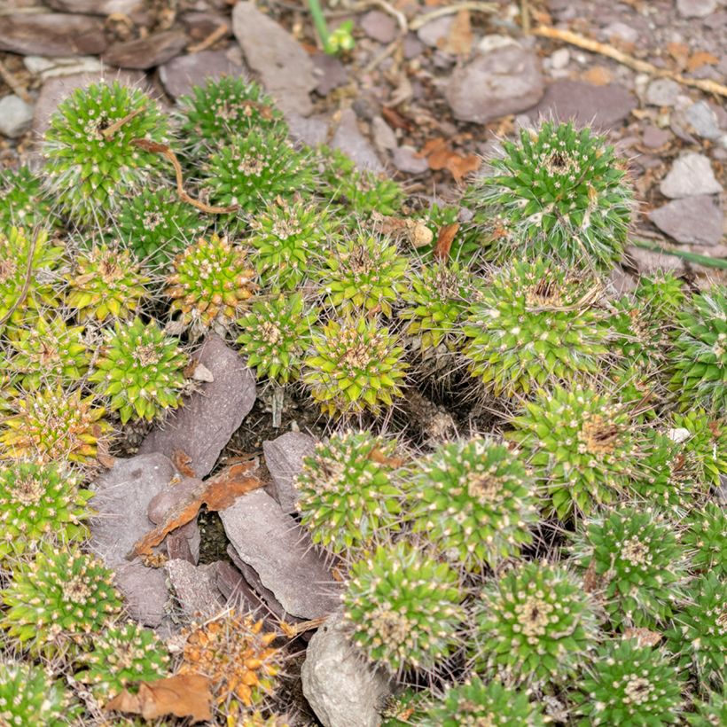 Cactus - Mammillaria compressa (Port)
