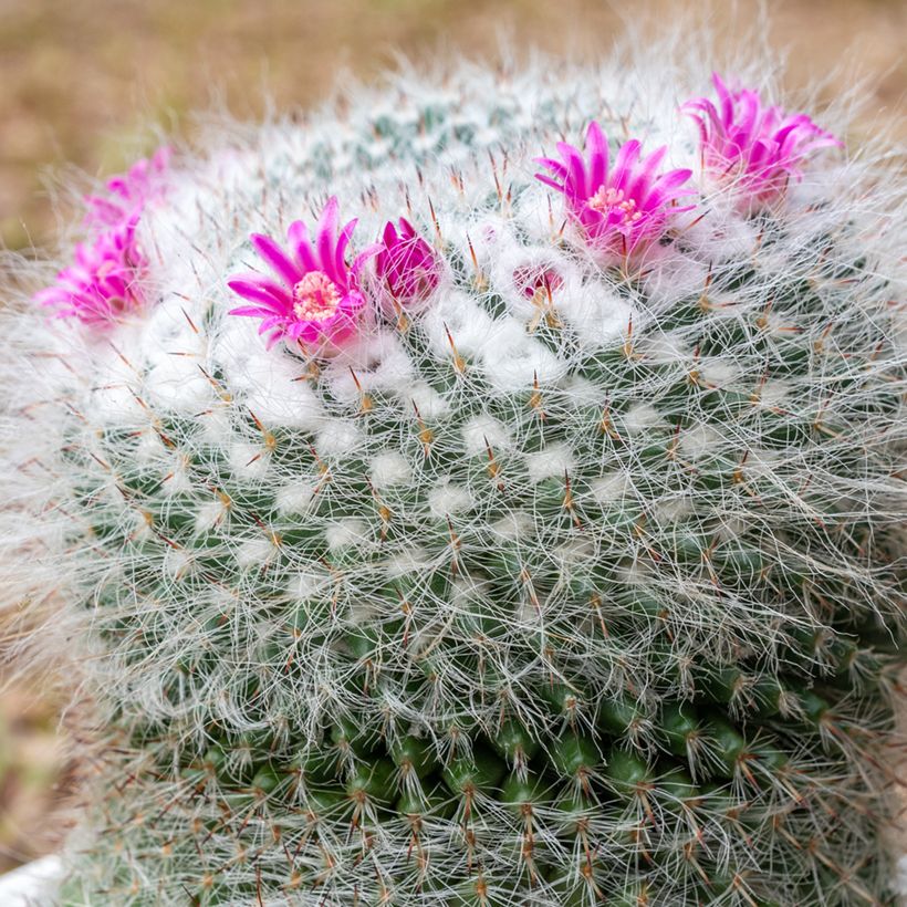 Cactus - Mammillaria hahniana (Floraison)