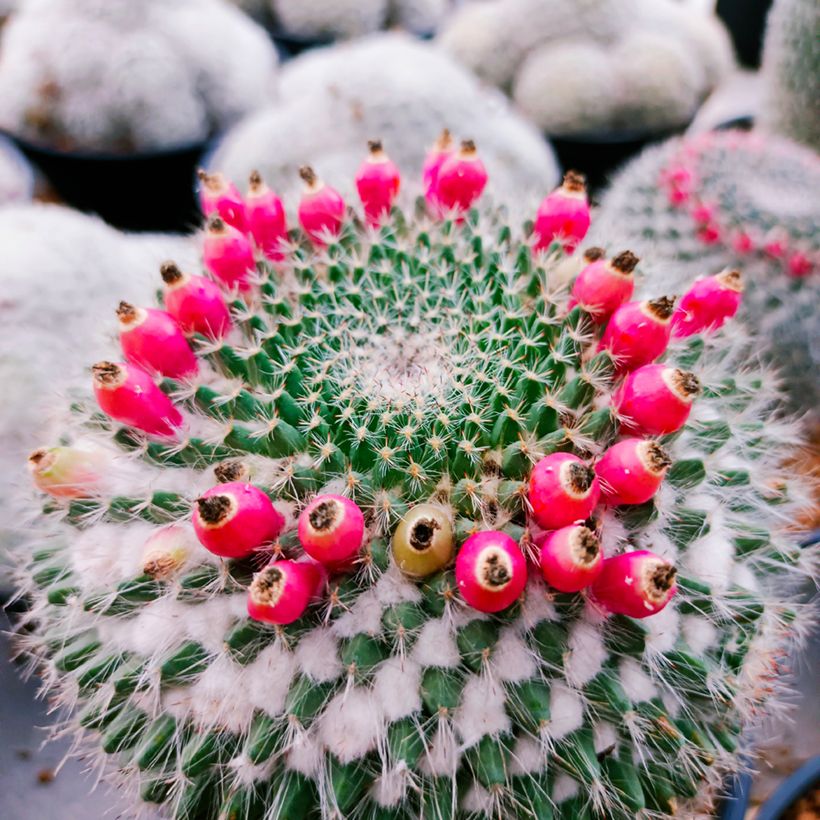 Cactus - Mammillaria hahniana (Récolte)