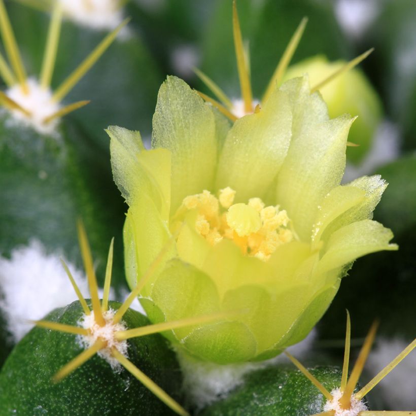 Cactus - Mammillaria marksiana (Floraison)