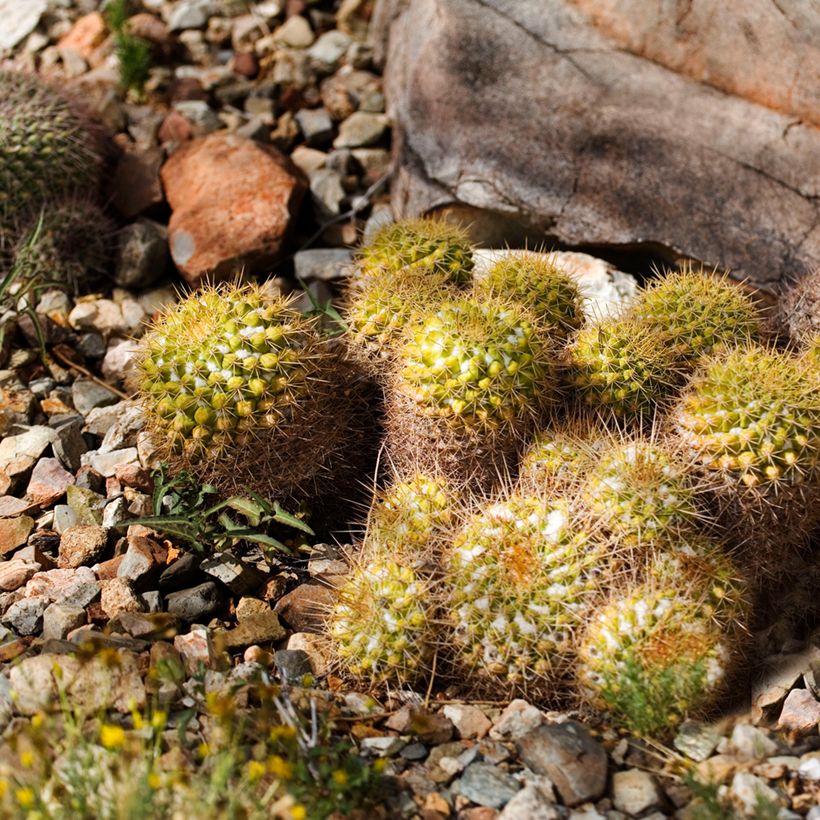 Cactus - Mammillaria marksiana (Port)