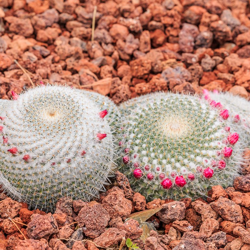 Cactus - Mammillaria muehlenpfordtii (Port)