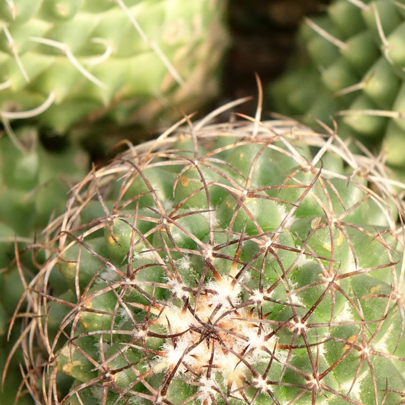 Cactus - Mammillaria Toluca (Feuillage)