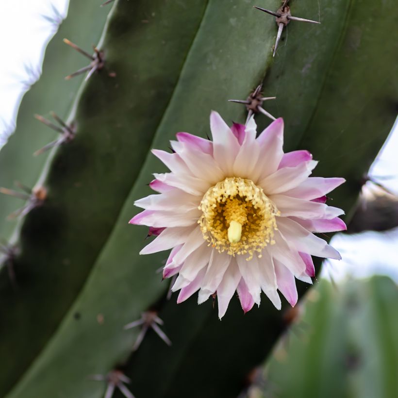 Cactus - Polaskia chende (Floraison)