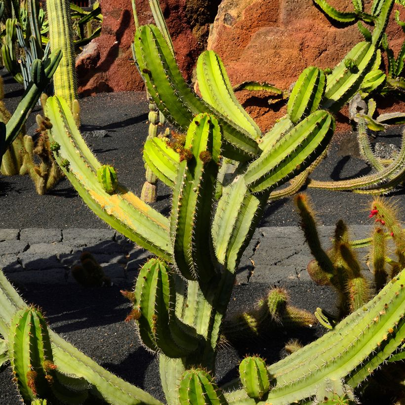 Cactus - Polaskia chende (Port)