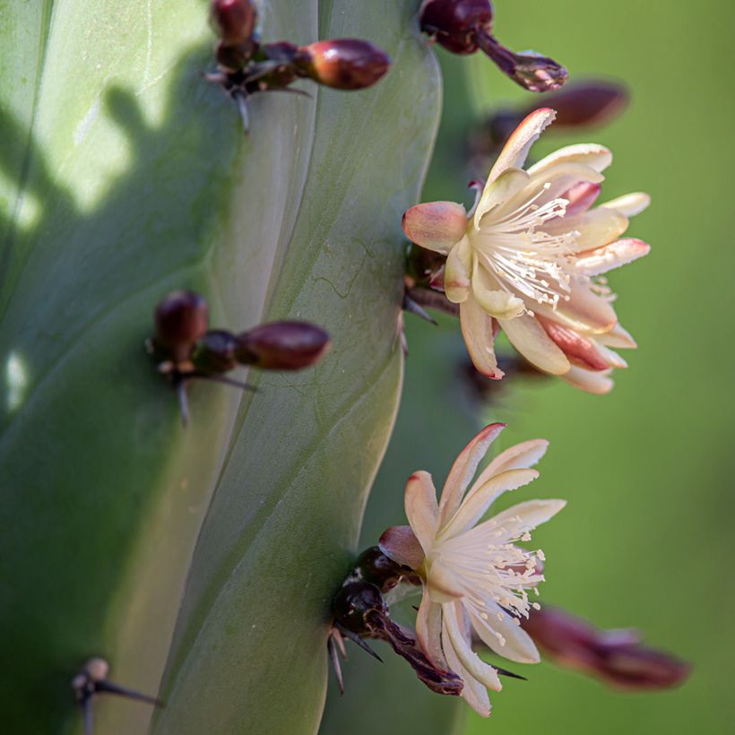 Cactus - Polaskia chichipe (Floraison)