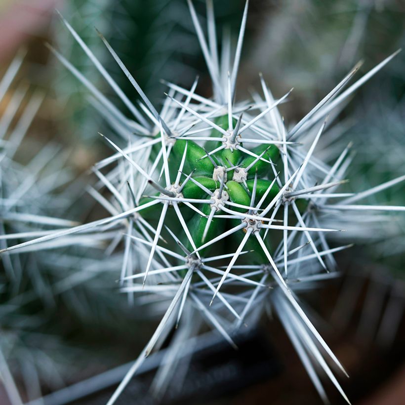 Cactus - Stetsonia coryne (Feuillage)