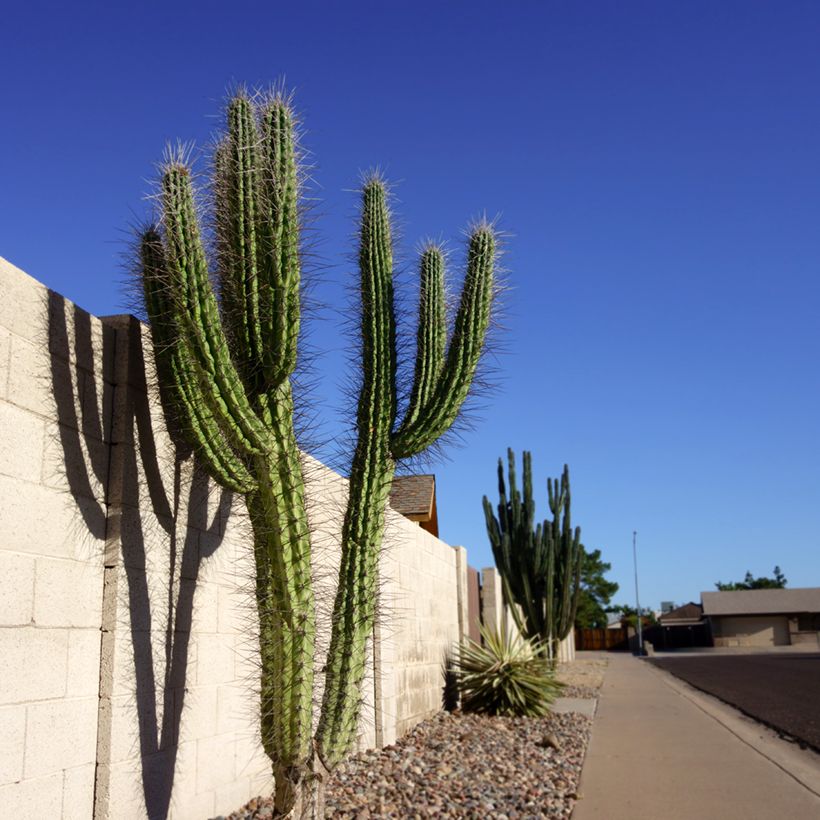 Cactus - Stetsonia coryne (Port)