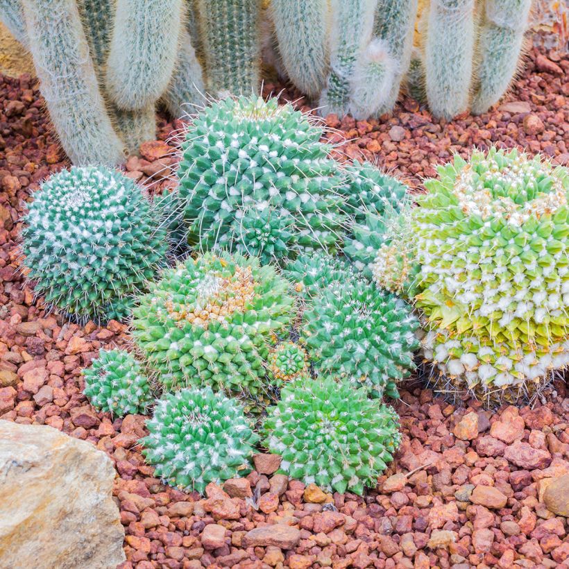 Cactus - Mammillaria nejapensis Silver Arrows (Port)