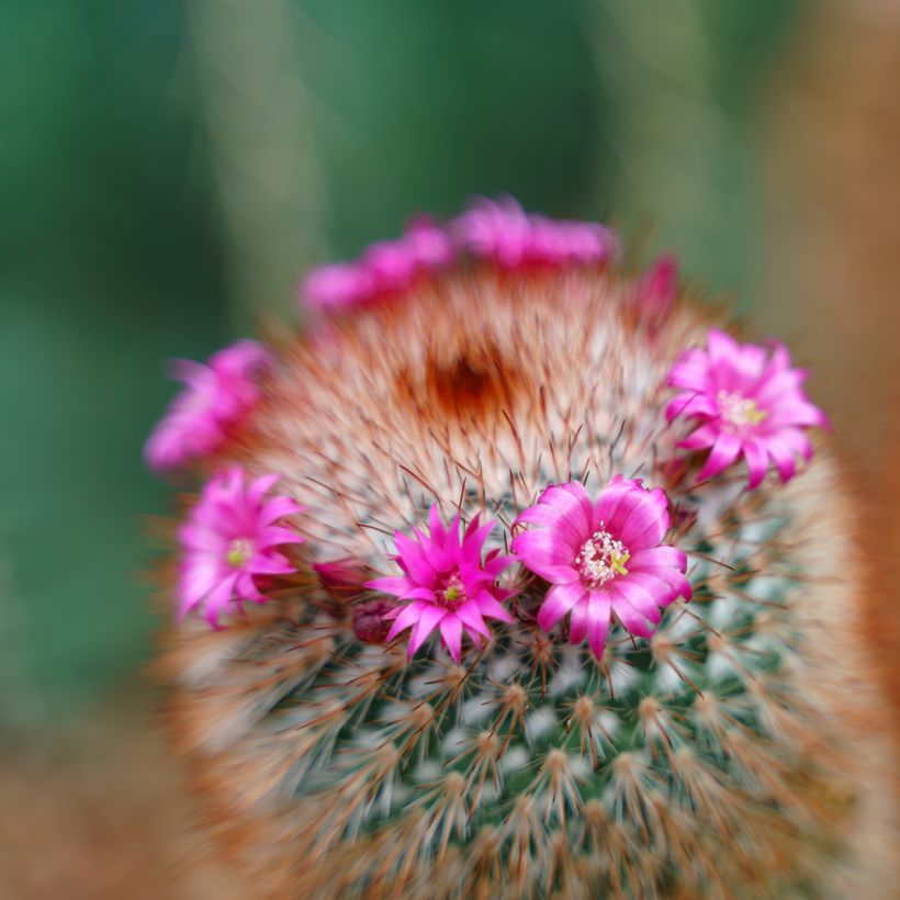 Cactus Mammillaria spinosissima f. rubrispina  (Floraison)