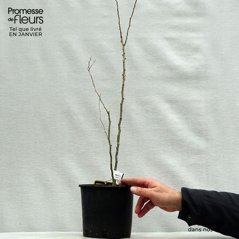 Spécimen de Caesalpinia gilliesii - Petit flamboyant Pot de 2L/3L tel que livré en hiver