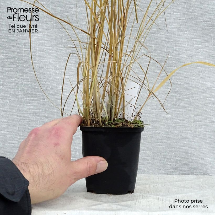 Spécimen de Calamagrostis acutiflora Avalanche - Calamagrostide Godet de 8/9 cm tel que livré en hiver