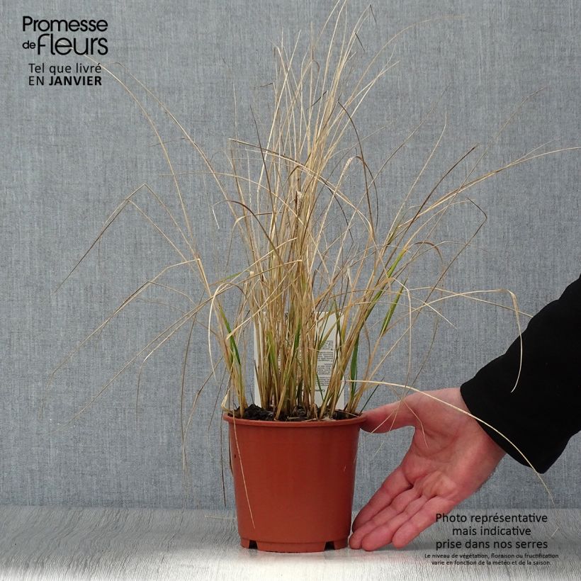 Spécimen de Calamagrostis acutiflora Avalanche - Calamagrostide Pot de 1L/1,5L tel que livré en hiver