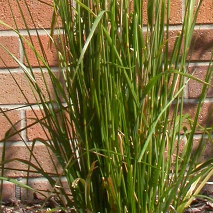 Calamagrostis acutiflora Karl Foerster (Feuillage)