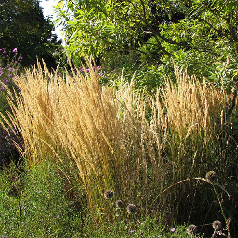 Calamagrostis acutiflora Karl Foerster (Floraison)