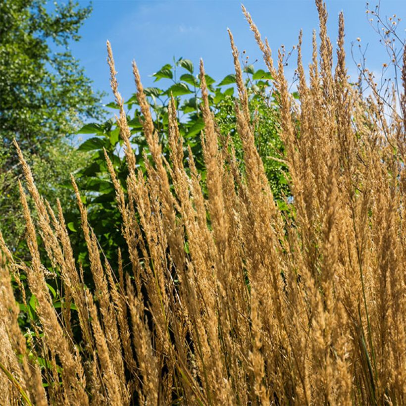 Calamagrostis acutiflora Overdam - Calamagrostide (Floraison)