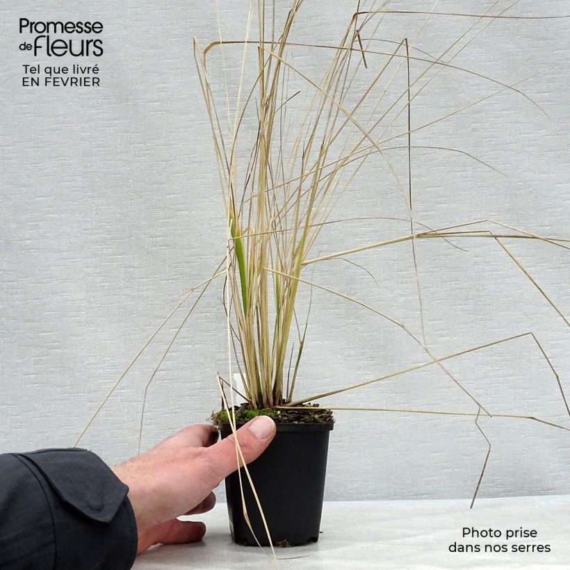Spécimen de Calamagrostis acutiflora Overdam - Calamagrostide Godet de 8/9 cm tel que livré en hiver