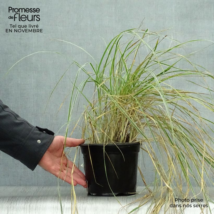 Spécimen de Calamagrostis acutiflora Overdam - Calamagrostide Pot de 2L/3L tel que livré en automne