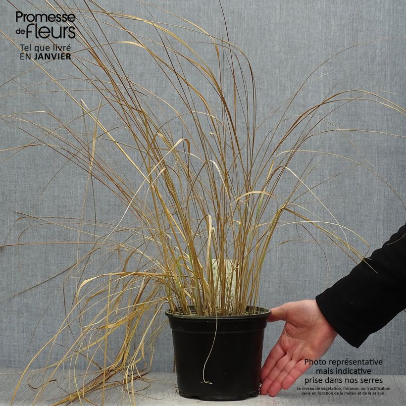 Spécimen de Calamagrostis acutiflora Overdam - Calamagrostide Pot de 2L/3L tel que livré en hiver