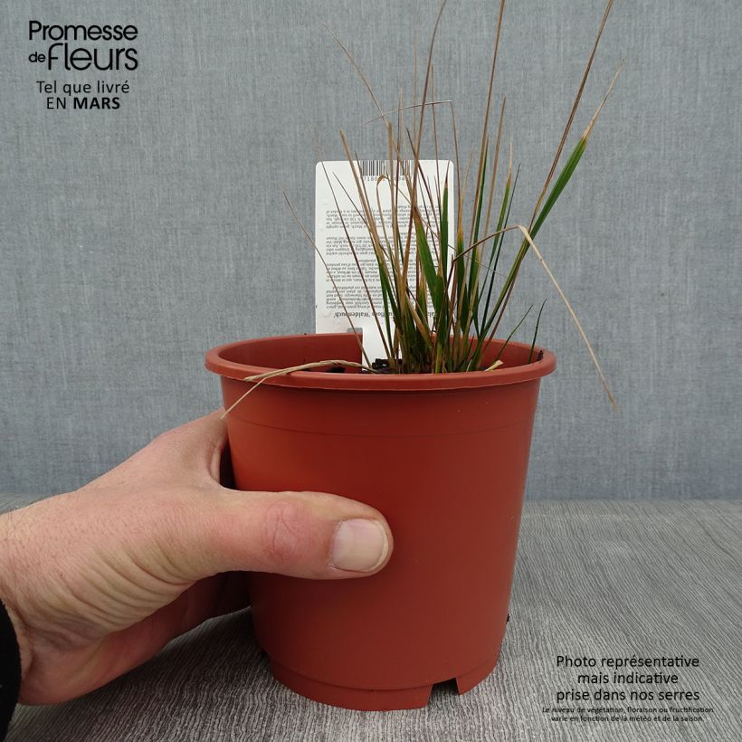 Spécimen de Calamagrostis acutiflora Waldenbuch Pot de 1L/1,5L tel que livré en hiver