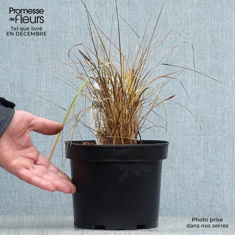 Spécimen de Calamagrostis brachytricha - Herbe aux diamants Pot de 3L/4L tel que livré en hiver