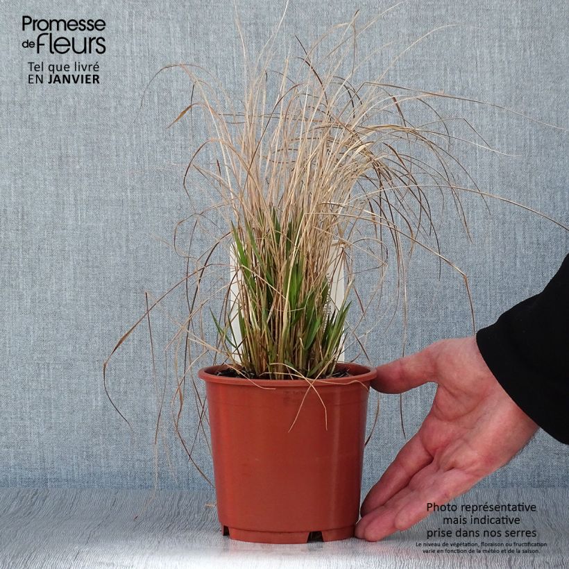 Spécimen de Calamagrostis brachytricha - Herbe aux diamants Pot de 1L/1,5L tel que livré en hiver