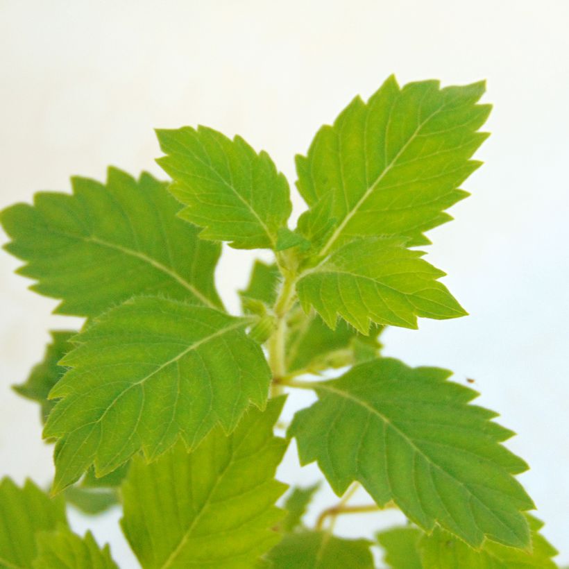 Calamintha grandiflora (Folhagem)