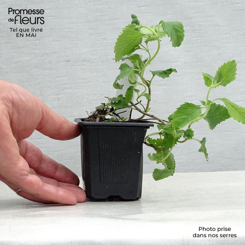 Exemplar von Großblütige Bergminze - Calamintha grandiflora Kleine Töpfe von 8/9 cm wie im Frühjahr geliefert