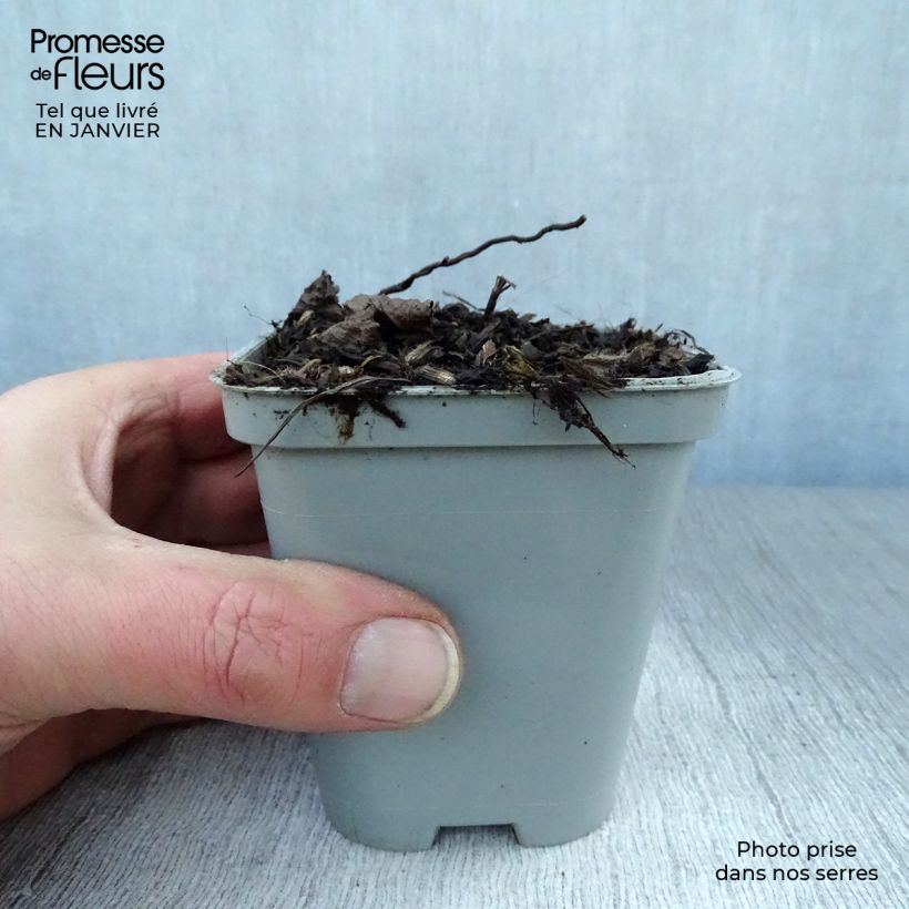 Spécimen de Calamintha grandiflora - Calament Godet de 8/9 cm tel que livré en hiver