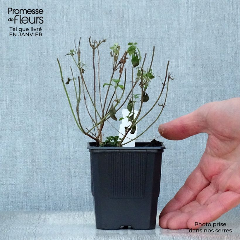 Spécimen de Calamintha nepeta - Calament Godet de 8/9 cm tel que livré en hiver