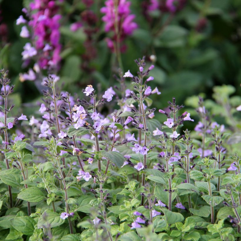 Calamintha nepeta Marvelette Blue - Calament (Floraison)