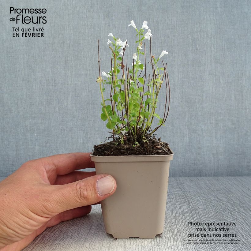 Spécimen de Calamintha nepeta Weisser Riese - Calament Godet de 8/9 cm tel que livré en automne