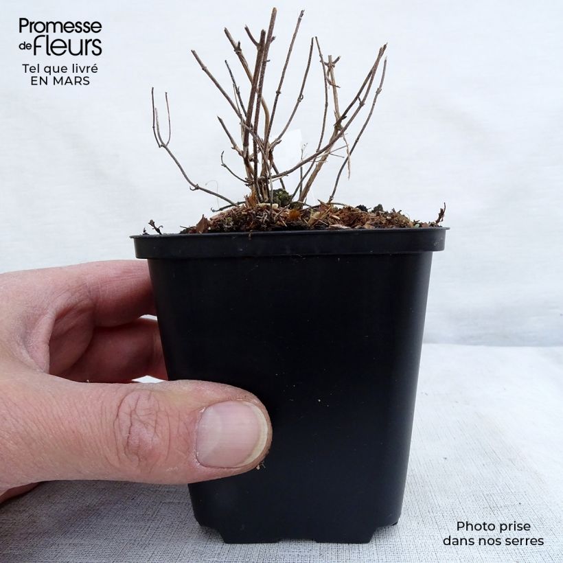 Spécimen de Calamintha nepeta White Cloud - Petit calament White Cloud Godet de 8/9 cm tel que livré en hiver