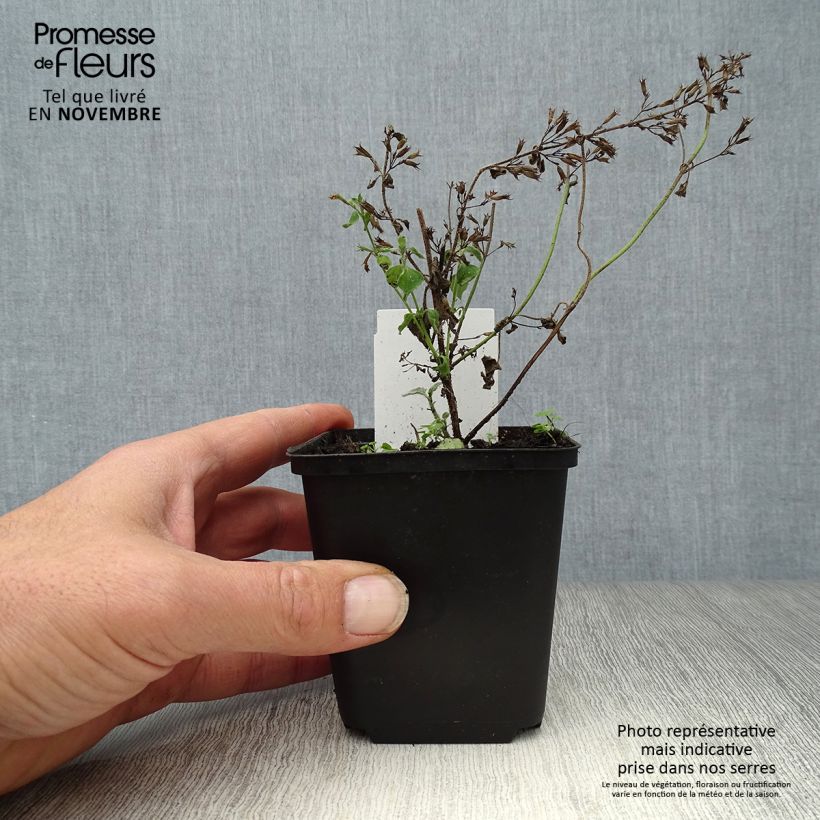Spécimen de Calamintha sylvatica Menthe - Sariette des bois Godet de 8/9 cm tel que livré en automne