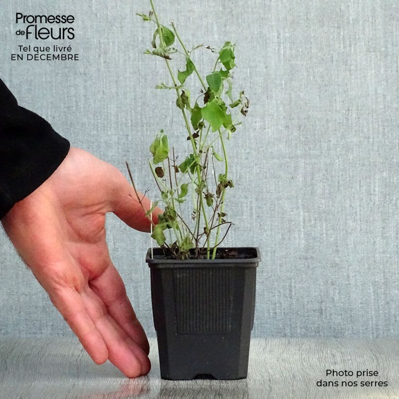 Spécimen de Calamintha sylvatica Menthe - Sariette des bois Godet de 8/9 cm tel que livré en hiver