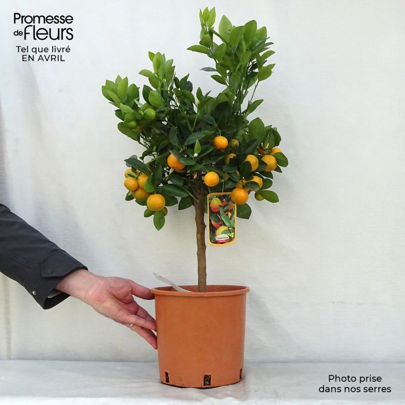 Spécimen de Calamondin - Citrus madurensis (mitis) Pot de 4L/5L, 1/4 de tige tel que livré au printemps