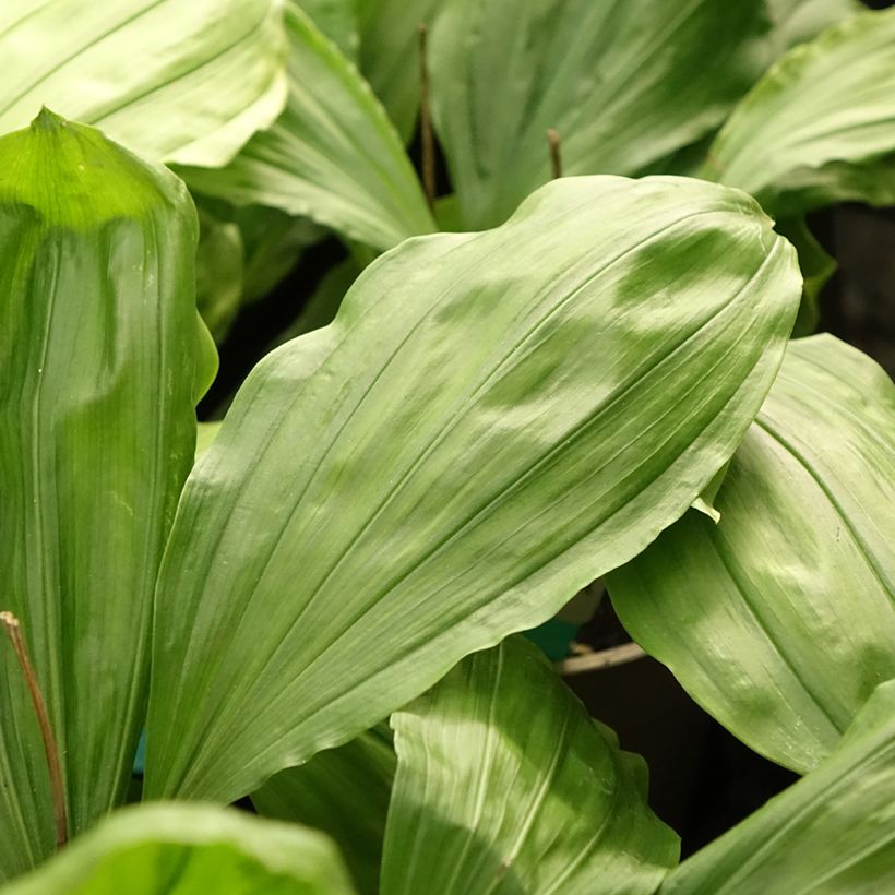 Calanthe Olive Green - Orchidée vivace (Feuillage)