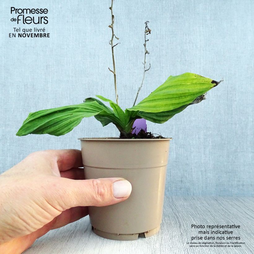 Spécimen de Calanthe reflexa - Orchidée vivace Pot de 1,5L/2L calibre I tel que livré en automne