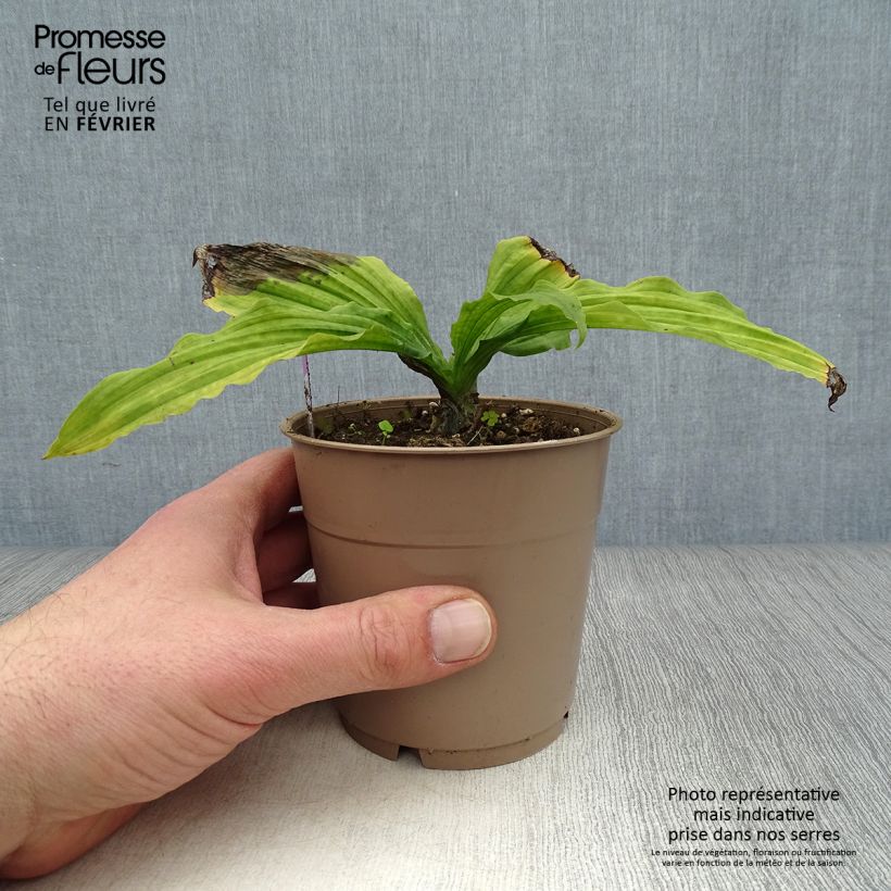 Spécimen de Calanthe reflexa - Orchidée vivace Pot de 1,5L/2L calibre I tel que livré en hiver