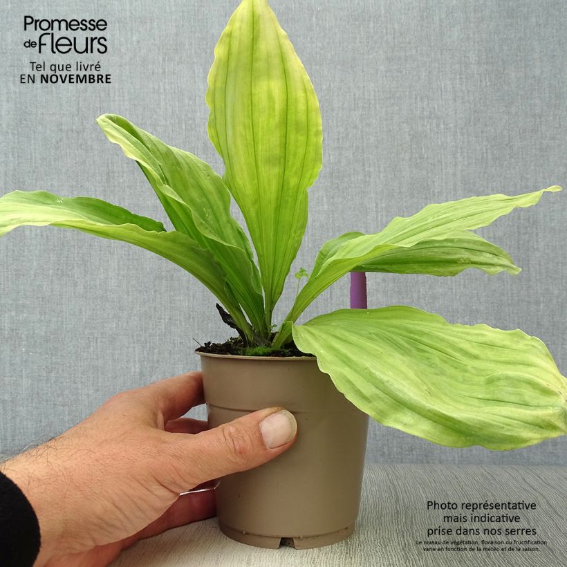 Spécimen de Calanthe sieboldii - Orchidée de jardin jaune Pot de 1L/1,5L tel que livré en automne