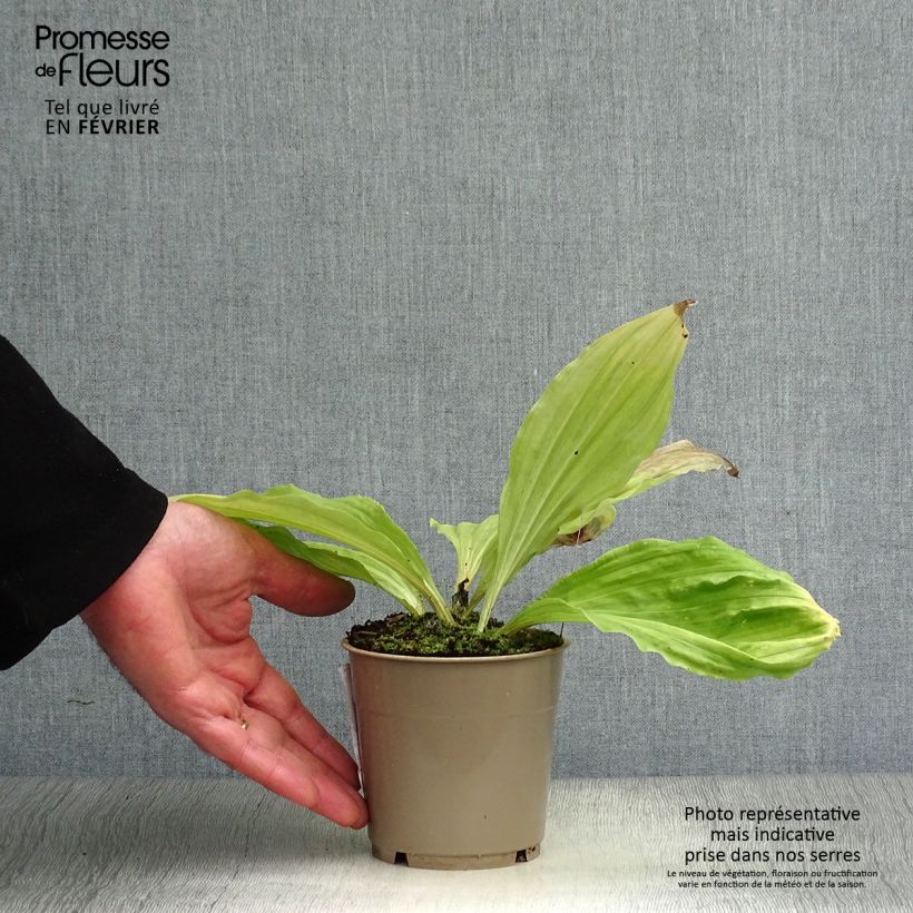 Spécimen de Calanthe sieboldii - Orchidée de jardin jaune Pot de 1L/1,5L tel que livré en hiver