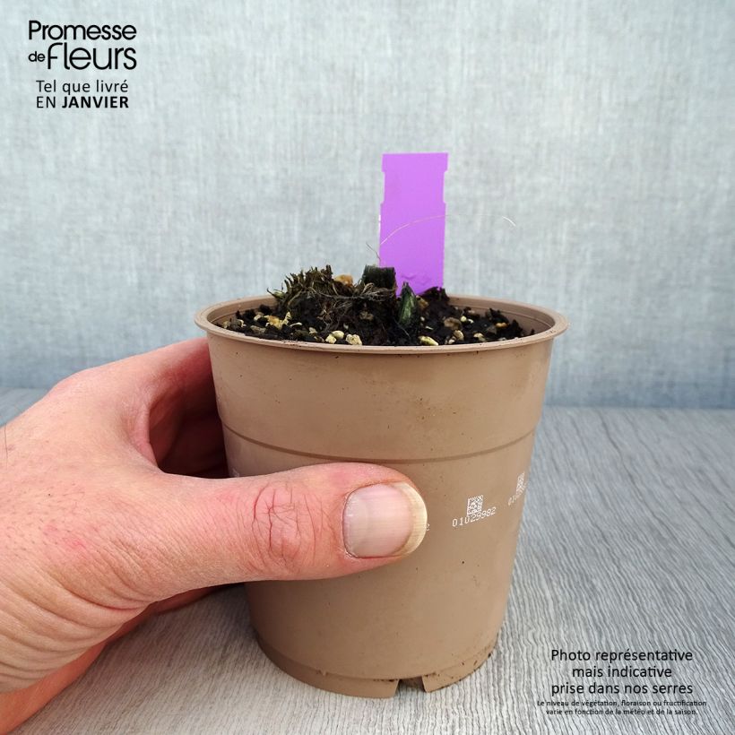 Spécimen de Calanthe tricarinata - Orchidée vivace Pot de 1L/1,5L calibre I tel que livré en hiver