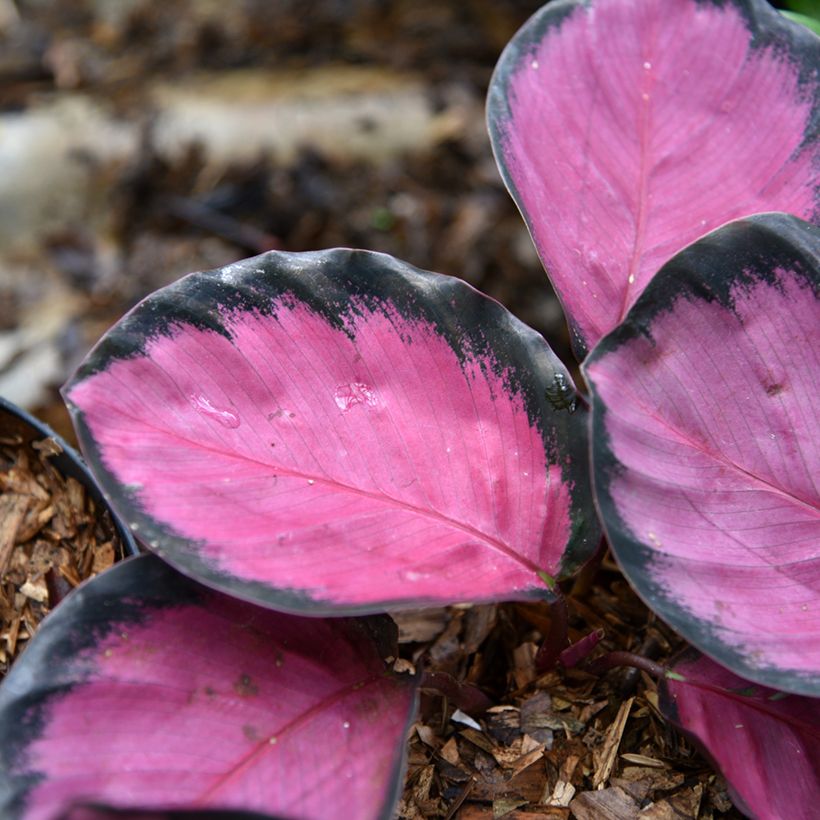 Calathea Crimson (Feuillage)