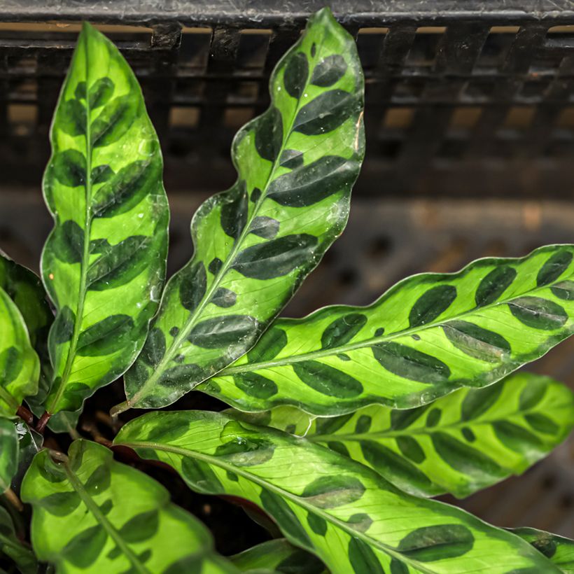 Calathea insignis (Feuillage)
