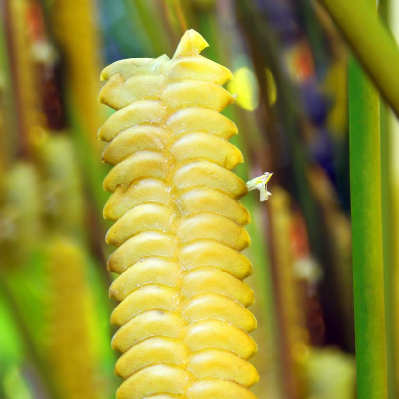 Calathea insignis (Floraison)