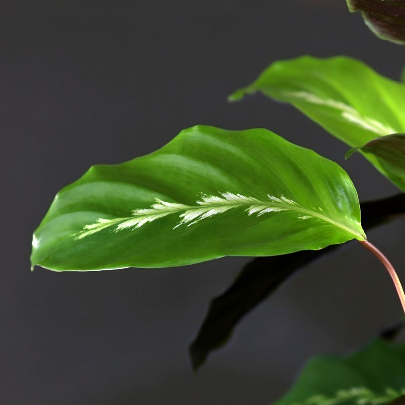 Calathea Maui Queen (Feuillage)