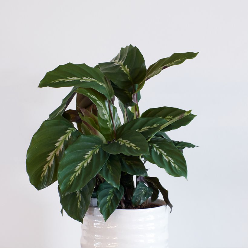 Calathea Maui Queen (Port)