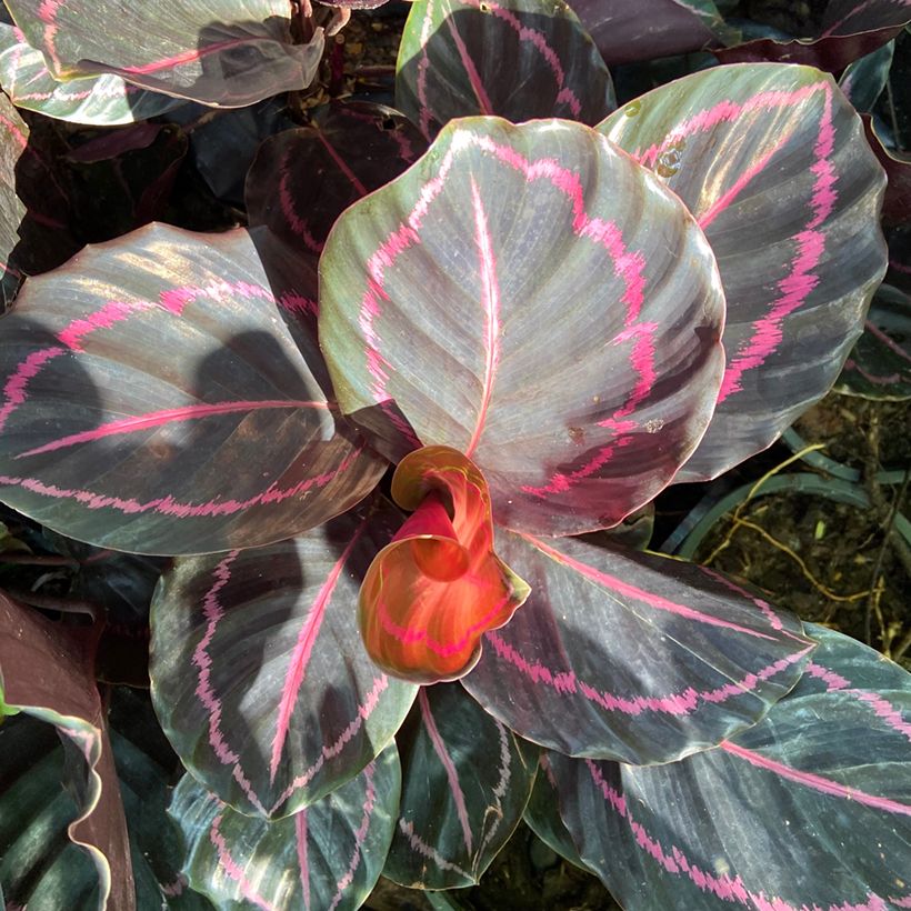 Calathea roseopicta (Feuillage)